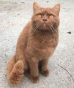 Xandra chatte british cinnamon