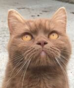 british-shorthair-cinnamon Xandra