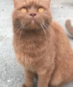 Xandra british shorthair cinnamon