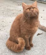 Chat british shorthair cinnamon Xandra