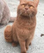 Chatte british shorthait cinnamon