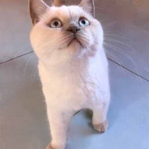 chaton british shorthair 2 mois fawn point