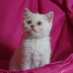 chaton british shorthair 2 mois fawn point