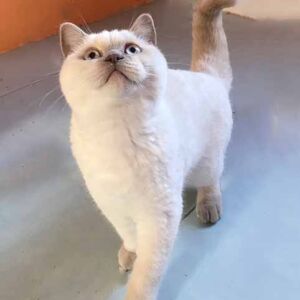 chaton british shorthair 2 mois fawn point Opale