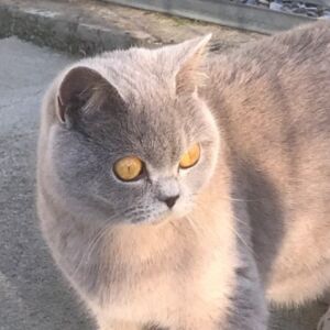British shorthair lilac