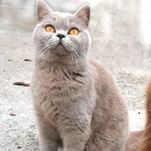 Katie femelle british shorthair lilac