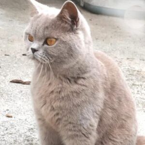 Chatte british shorthair lilac Katie