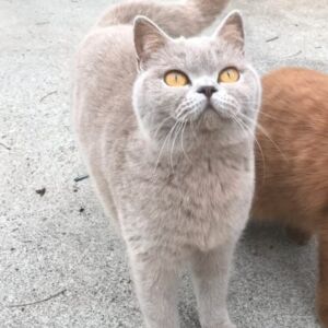 reproductrice british shorthair lilac Katie