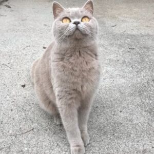 chat british shorthair lilac yeux oranges