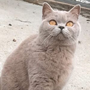 Chatte british lilac Katie
