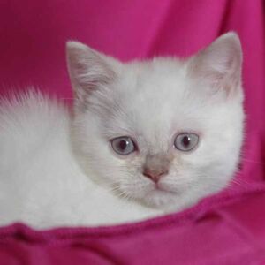 Opale 1 des 3 chatons british shorthair 2 mois fawn point