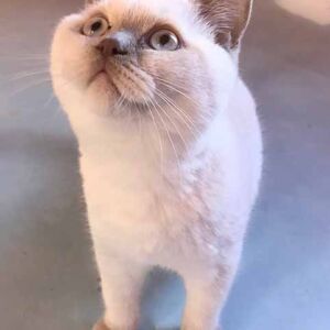 Un chaton british shorthair 2 mois fawn point