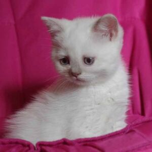 chaton british shorthair 2 mois fawn point