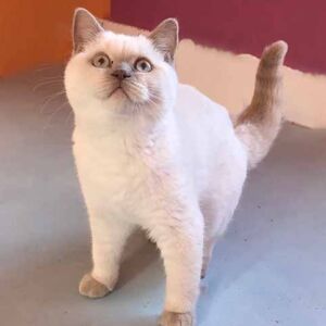 Opale british shorthair 2 mois fawn point
