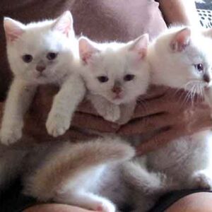 Portée chaton british shorthair 2 mois fawn point