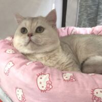 Tintin mâle british shorthair chocolate silver shaded 4
