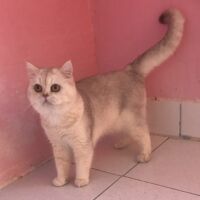 Tintin mâle british shorthair chocolat silver ticked tabby shaded