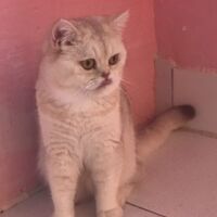 Tintin mâle british shorthair chocolat silver shaded yicked tabby