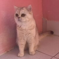 Tintin mâle british shorthair chocolat silver shaded 17
