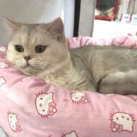 Tintin mâle british shorthair chocolat silver shaded 1