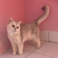 Tintin mâle british shorthair chocolat silver shaded 3