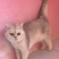 Tintin mâle british shorthair chocolat silver shaded 2