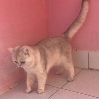 Tintin mâle british shorthair chocolat silver shaded 4