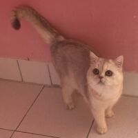 Tintin mâle british shorthair chocolat silver shaded 6