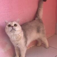 chat Tintin mâle british shorthair chocolat silver shaded