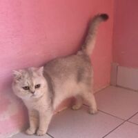 Tintin mâle british shorthair chocolat silver ticked tabby -shaded