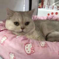 Tintin mâle british shorthair chocolate silver shaded 3
