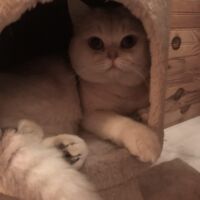 Tintin mâle british shorthair chocolate silver shaded 1