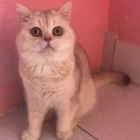 Tintin mâle british shorthair chocolate silver shaded 2