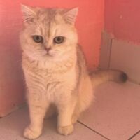 Tintin mâle british shorthair chocolat silver shaded11