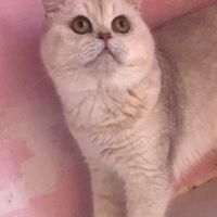 Tintin mâle british shorthair chocolat silver shaded2