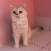 Tintin mâle british shorthair chocolat silver shaded 8