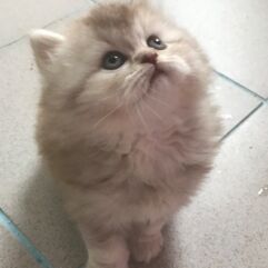 British longhair chocolat smoke