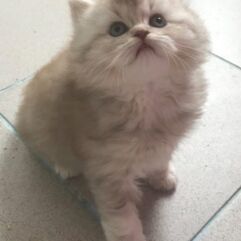 chaton british smoke
