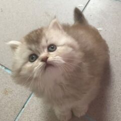 chaton british chocolat smoke
