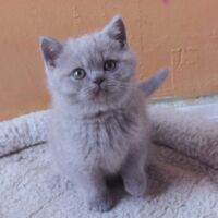 Chaton british shorthair lilac