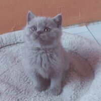 Chaton mâle british shorthair lilac