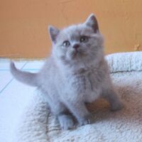 Chaton british shorthair lilac