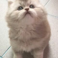 british shorthair chocolat smoke