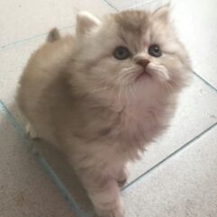 british longhair chocolat smoke
