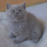 Chaton british shorthair lilac