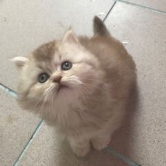 chat british smoke