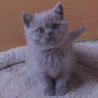 Chaton british shorthair lilac