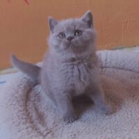 Chaton british shorthair lilac