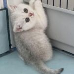 chat-british-silver-shaded