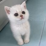 chat-british-silver-shaded